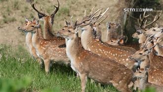 目擊恆春梅花鹿過馬路　駕駛嚇傻急踩剎車