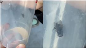 台中酸菜魚名店爆衛生疑慮！「神級奶茶」喝出蒼蠅　店長出面道歉了