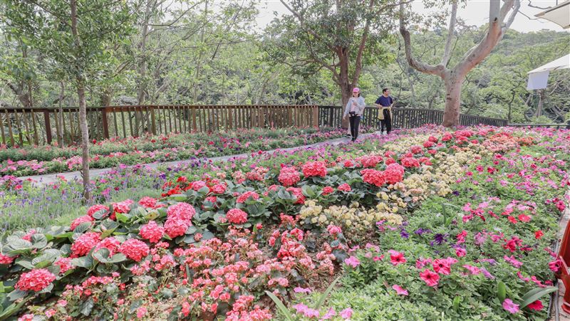 十八尖山百年慶賞花季　萬人湧入倘佯花海