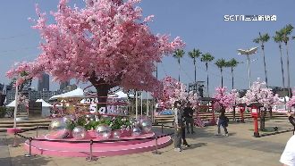 高雄櫻花季登場！浪漫氣息的音樂節盛宴