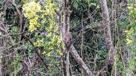 日月潭，獼猴朝遊客吼叫，與遊客相視「互瞪」(圖／翻攝畫面)