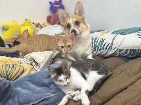 奶貓骨折獲救  順利找到認養家庭