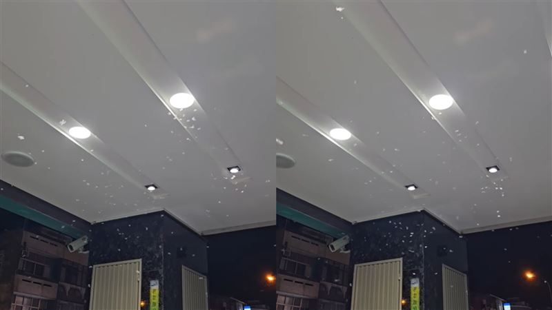 大水蟻現身狂飛　鄭明典：雷雨季節接近了