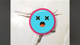 ▲智利一名男子家中浴室被厚背蠍蛛入侵，當他洗澡時赫然驚見，感到十分恐怖。（圖／翻攝自reddit）