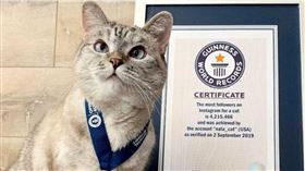 娜拉的IG有超過400萬粉絲。（圖／翻攝nala_cat IG）