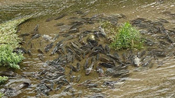中市河川疑捕撈吳郭魚販售　環保局籲勿食