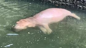 香香,河馬,壽山動物園,炎熱,天氣,換水
