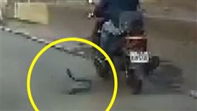 騎車蛇攻擊1800

屏東,蛇,馬路,天氣,草叢,騎士