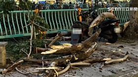 樹砸腦震盪1800

台中,樹枝,斷裂,砸傷,路人,腦震盪,鋸斷