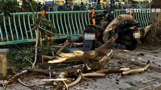 粗樹枝從天降！行人散步遭砸母護女腦震盪