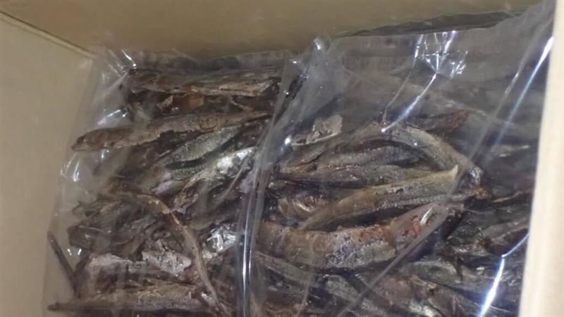 日秋刀魚乾一級致癌物超標　全數退運銷毀