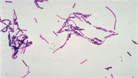 仙人掌桿菌周身佈滿短鞭毛，形如仙人掌因而得名。在環境中分布廣泛，可由細菌本身或由細菌產生毒素而導致食品中毒，引起之中毒症狀可分為嘔吐型及腹瀉型兩類。（圖／翻攝自食藥署網站）
