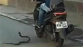 眼鏡蛇,機車騎士,屏東,里港鄉,里港大橋