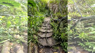 週末去哪玩？台東「鸞山森林博物館」驚艷