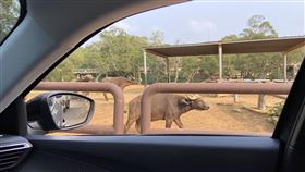 六福村,自駕,野生動物園,兒童（圖／六福村主題樂園提供）