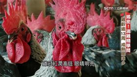 滴雞精,蛋白質,雞隻,公雞,營養,腥味,油脂