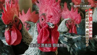 滴雞精藏學問！大齡提煉香　公雞營養素勝