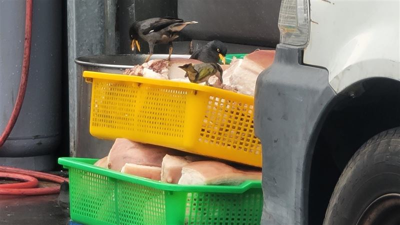 台中知名焢肉飯豬肉曬路邊　鳥踩肉上狂吃