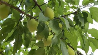 梅嶺梅子產量銳減！恐是20年來最嚴重歉收