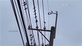 八哥鳥災害1800

八哥,外來種,鳥類,環境,汙染,衛生,五花肉