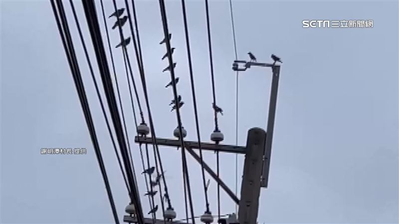 八哥鳥強勢繁衍！害電箱爆炸、噪音擾民