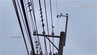 八哥鳥強勢繁衍！害電箱爆炸、噪音擾民