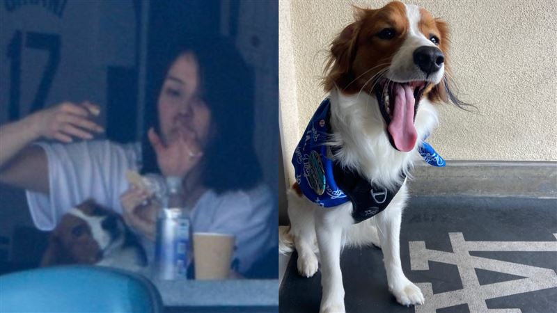 大谷翔平首度主場！妻抱初登板愛犬應援