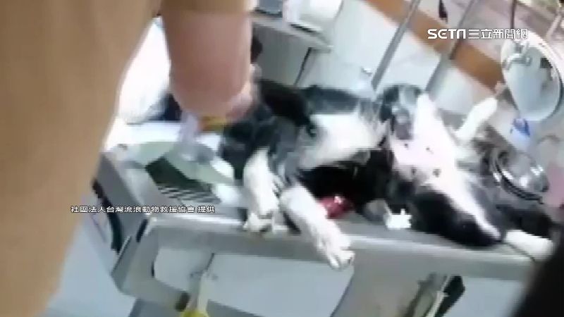 疑詐領節渣補助　朝狗「噴漆」偽裝混種犬
