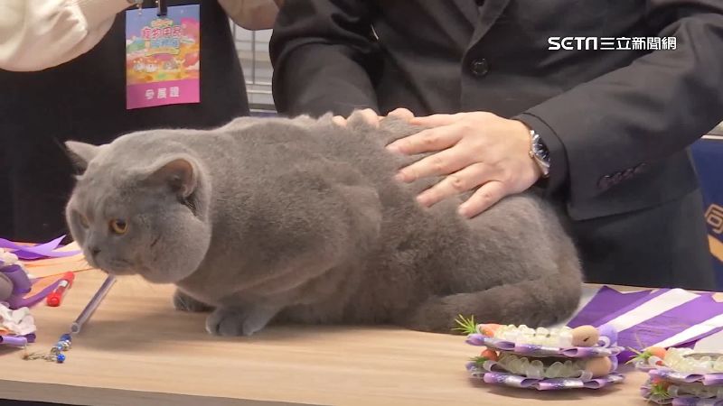 獨／貓咪也選美！百隻貓齊聚萌翻眾人