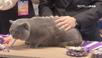 獨／貓咪也選美！百隻貓齊聚萌翻眾人