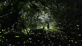 ▲每年4月中旬到5月上旬是熱門賞螢季節。（圖／風管處提供）