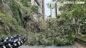 北市成功路4段167巷16號對面公園邊坡土石鬆脫。（圖／翻攝畫面）