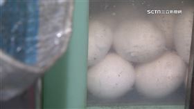 直擊蛋亂放1800

寶林茶室,饒河總店,滑蛋河粉,雞蛋,生蛋,衛生