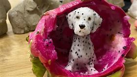 火龍果,臉書,雕刻,大麥町