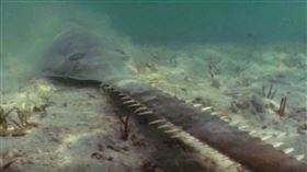  櫛齒鋸鰩（Smalltooth sawfish）（圖／美國國家海洋暨大氣總署(noaa)官網）