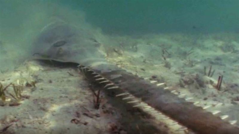 瀕危鋸鰩詭異繞圈游到斃命　居民嚇吐1句