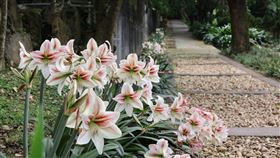 球根花卉展登場。（圖／北市府提供）