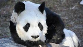 市立王子動物園飼養的雌性大貓熊「旦旦」。（圖／翻攝自神戶市立王子動物園X @kobeojizoo）