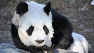 日最高齡28歲大貓熊旦旦亡　24年深受喜愛