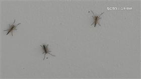 高雄,蝦皮店到店,蚊子,種稻,登革熱,搖蚊,斑蚊