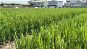 蚊子,種稻,登革熱,搖蚊,斑蚊。稻田、田間小路（示意圖／資料照）