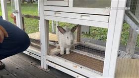 文 控妙妙虐兔1800
宜蘭,綠色博覽會,兔子,虐待,不友善,改善