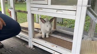 宜蘭綠博「5兔同籠」遭批　園區：已改善