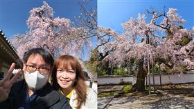 林氏璧,日本,京都,賞櫻,櫻花（圖／翻攝自日本自助旅遊中毒者 臉書）