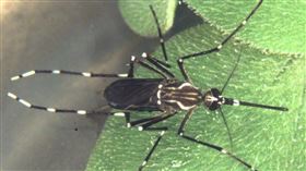 埃及斑蚊雌蚊。（圖／疾管署提供）