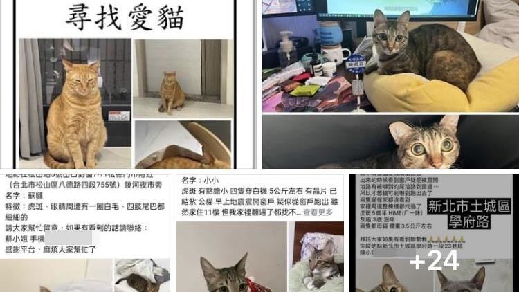 強震後「尋貓文」湧現！愛貓嚇到衝出失蹤