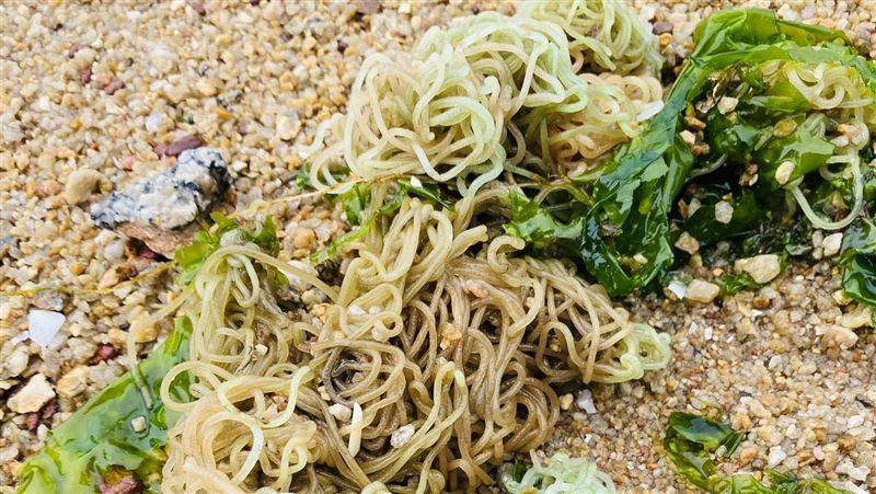 金門海灘見「一坨涼麵」？答案曝光驚呆網