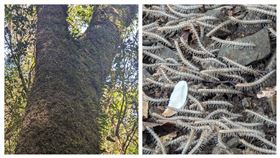 地震,馬陸,樹幹,登山（圖／翻攝自臉書社團「肉腳登山隊」）