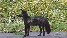 黑色狐狸 翻攝X