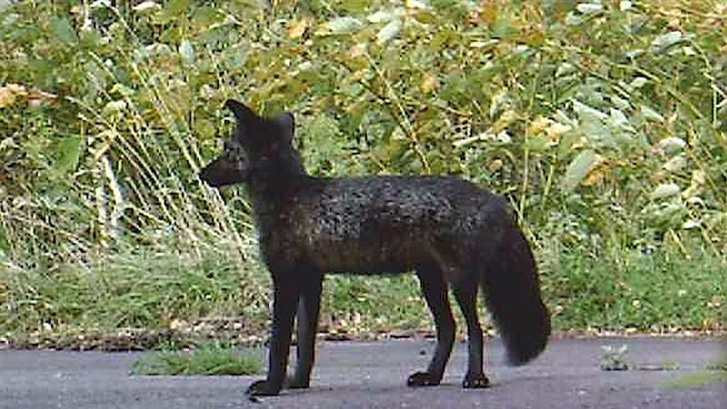 絕美黑狐現蹤北海道！居民驚：住30年首見